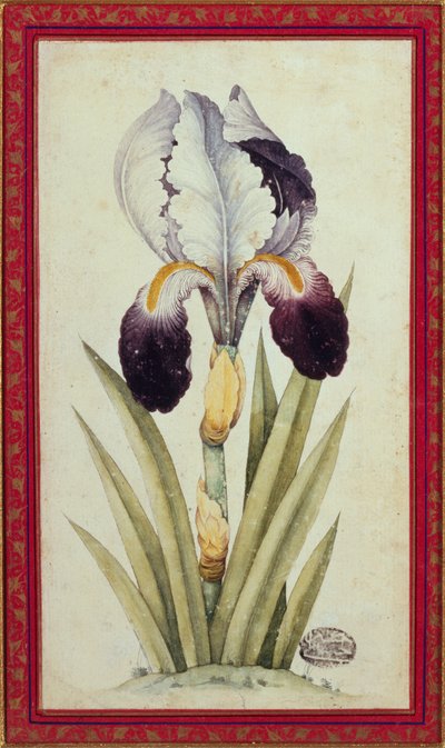 Studium tęczówki flagowej (akwarela na papierze) autorstwa School Qajar