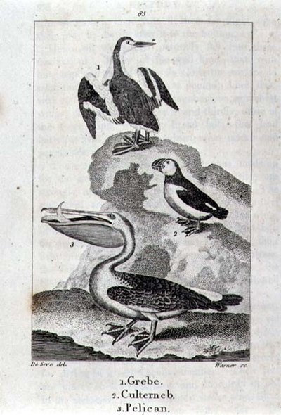 Perkoz, Culterneb i Pelikan z Historii Ziemi i Przyrody Ożywionej, Londyn 1816 (grawerunek z blachy miedzianej) autorstwa School Spanish