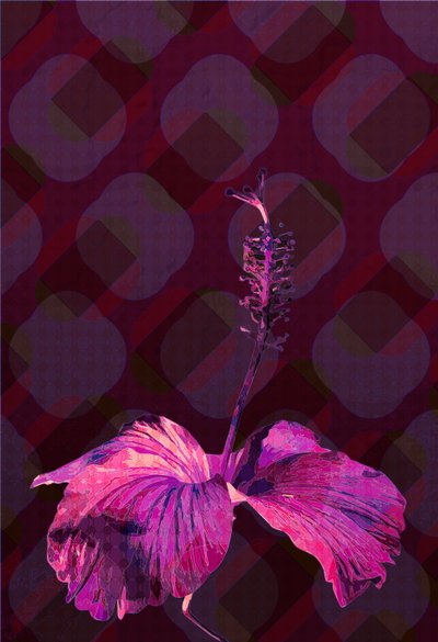 Hibiskus3, 2019 autorstwa Scott J. Davis