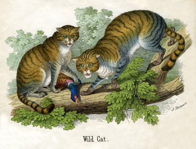 Antyczny druk dwóch Bobcats autorstwa Scottish School
