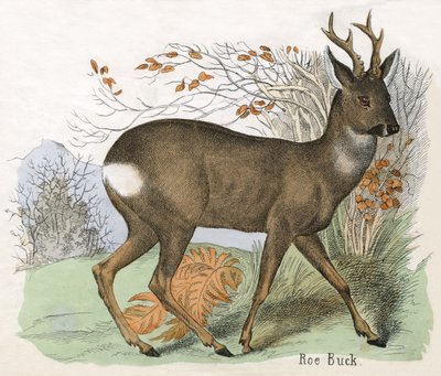 Antyczny nadruk sarny Buck autorstwa Scottish School