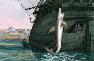 Żarłacz biały złowiony na morzu autorstwa Scottish School