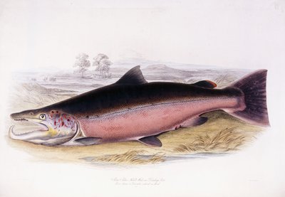 Salmo Salar autorstwa Scottish School