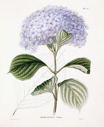 Hortensja Ottaksa, ok. 1835-70 autorstwa Sebastian Minsinger