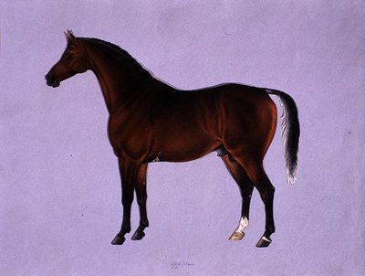 Oppidan, ok. 1840 (akwarela na papierze) autorstwa Shaik Muhammad Amir of Karraya