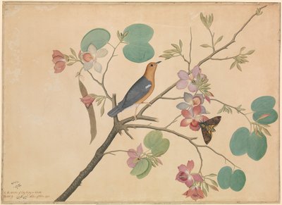 Pomarańczowogłowy drozd naziemny i ćma śmierciogłowa na gałęzi purpurowej hebanowej orchidei autorstwa Shaikh Zain ud Din (fl.1777 83)
