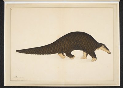 Dodaj śnieg. Lub. 4667, Pangolin lub mrówkojad łuskowaty autorstwa Shaikh Zain ud Din (fl.1777 83)