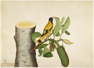 Czarna wilga z kapturem i owad na kikucie chlebowca, folio z serii zamówionej przez Lady Impey, 1778 autorstwa Shaikh Zain ud Din