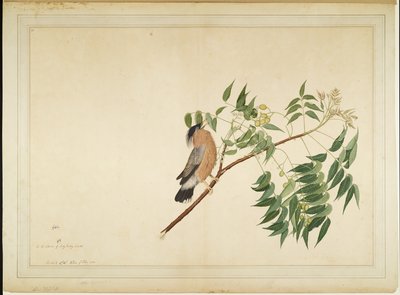 Brahminy Starling na gałęzi Neem Tree, folio z serii na zlecenie Lady Impey, 1780 autorstwa Shaikh Zain ud Din