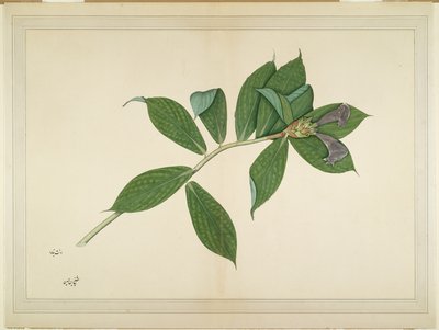 Roślina krepy imbiru, folio z serii zamówionej przez Lady Impey, ok. 1780 autorstwa Shaikh Zain ud Din