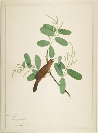 Hwamei na oddziale Terminalia, folio z serii na zlecenie Lady Impey, 1780 autorstwa Shaikh Zain ud Din