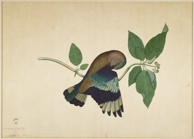 Indian Roller na gałęzi drzewa sandałowego, folio z serii na zlecenie Lady Impey, 1779 autorstwa Shaikh Zain ud Din