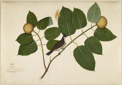 Czerwona wąsaty Bulbul i Aganais Ficus Moth na gałęzi Kadamba, folio z serii na zlecenie Lady Impey, 1777 autorstwa Shaikh Zain ud Din