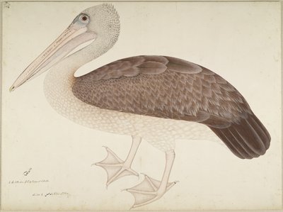 Pelikan plamisty, folio z serii na zlecenie Lady Impey, ok. 1780-82 autorstwa Shaikh Zain ud Din