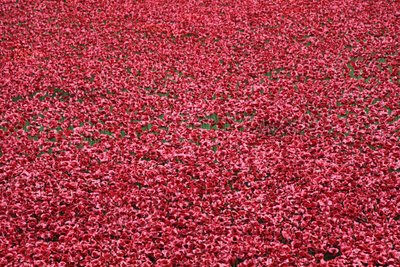 Krwawe ziemie i morza czerwieni, Tower of London, 2014. autorstwa Sheldon Marshall