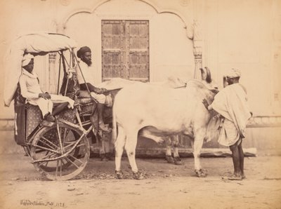 Bullock Cart, Delhi, 1863. autorstwa Shepherd and Robertson