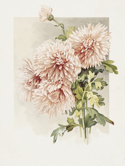Chryzantemy autorstwa Sidney Thomas Callowhill