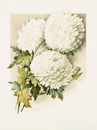 Chryzantemy na Wigilię autorstwa Sidney Thomas Callowhill