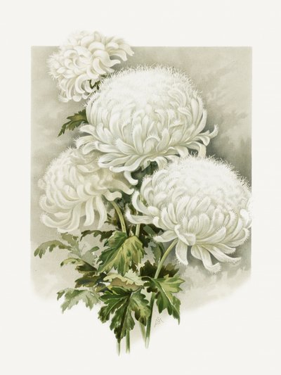Pani Alpheus Hardy autorstwa Sidney Thomas Callowhill