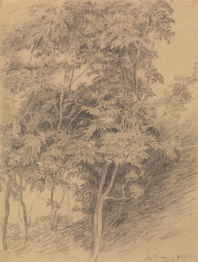 Studium drzewa autorstwa Sir David Wilkie