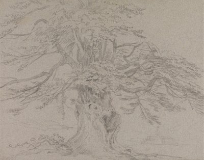 Studium drzewa autorstwa Sir George Howland Beaumont seventh Baronet