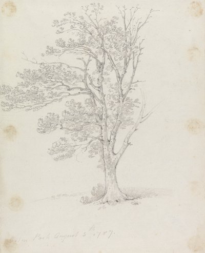 Drzewo w Easton Park autorstwa Sir George Howland Beaumont seventh Baronet