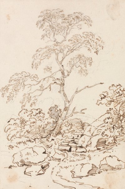 Drzewo krokami autorstwa Sir George Howland Beaumont seventh Baronet