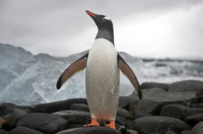 Portret pingwina gentoo, Pygoscelis papua. Antarktyda, 2022 r. (zdjęcie) autorstwa Sisse Brimberg
