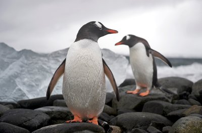 Dwa pingwiny gentoo, Pygoscelis papua, na skalistym brzegu. Anarktyda, 2022 r. (zdjęcie ilustracyjne) autorstwa Sisse Brimberg