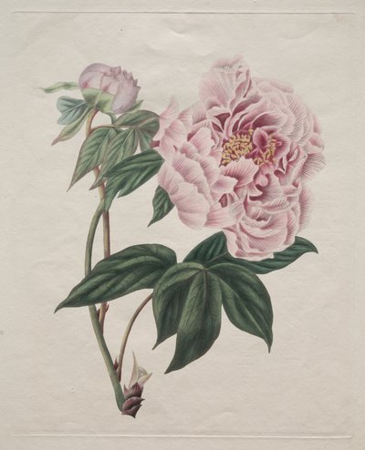 Piwonia chińska (Paeonia suffruticosa) autorstwa Smith