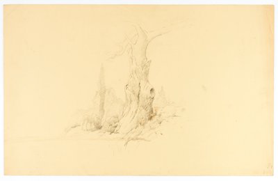Martwe drzewo i wypas Colta autorstwa Solon H. Borglum