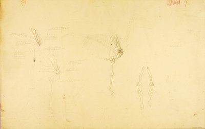 Anatomia konia autorstwa Solon H. Borglum