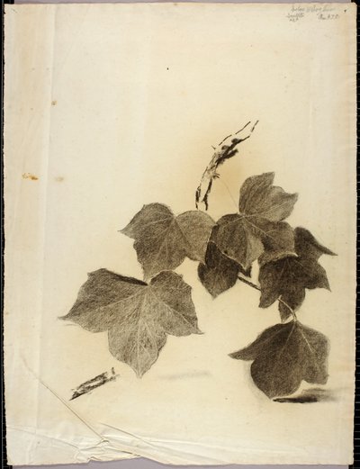 Liście autorstwa Solon H. Borglum