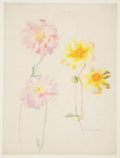 Studium dalii autorstwa Sophia L. Crownfield