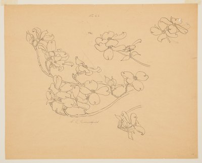 Studium derenia autorstwa Sophia L. Crownfield