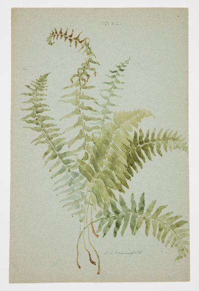 Studium Fern autorstwa Sophia L. Crownfield