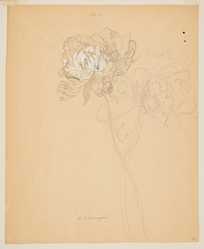 Studium piwonii autorstwa Sophia L. Crownfield
