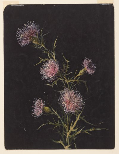 Studium ostu autorstwa Sophia L. Crownfield