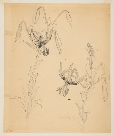 Studium lilii tygrysich autorstwa Sophia L. Crownfield