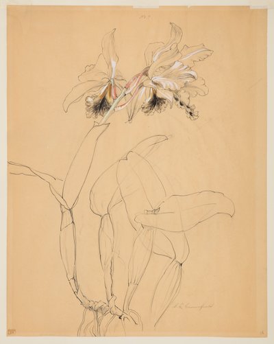 Studium orchidei autorstwa Sophia L. Crownfield