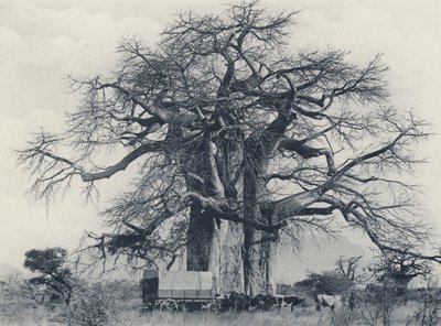 Baobab (zdjęcie czarno-białe) autorstwa South African Photographer