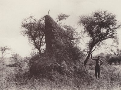 Mamuta Antheap (zdjęcie czarno-białe) autorstwa South African Photographer