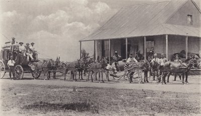 Nowatorski środek transportu, zebry do narysowania autokaru pocztowego (zdjęcie czarno-białe) autorstwa South African Photographer