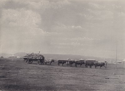 Wóz-wół (zdjęcie czarno-białe) autorstwa South African Photographer
