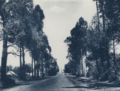Aleja Niebieskich Drzew Gumowych, Pretoria (zdjęcie czarno-białe) autorstwa South African Photographer