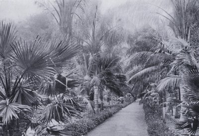 Palm Avenue, Ogrody Botaniczne, Durban (zdjęcie czarno-białe) autorstwa South African Photographer