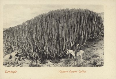 Mężczyźni oglądający słynne kaktusy w Cardon na Teneryfie (zdjęcie czarno-białe) autorstwa Spanish Photographer