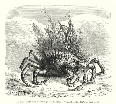Krab pająk europejski (Maja squinado) (litho) autorstwa Spanish School