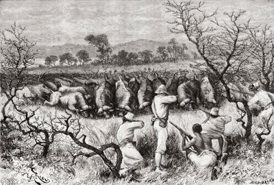 Polowanie na bawoły w Afryce Środkowej pod koniec XIX wieku, z „Africa Pintoresca”, opublikowanej w 1888 r. autorstwa Spanish School