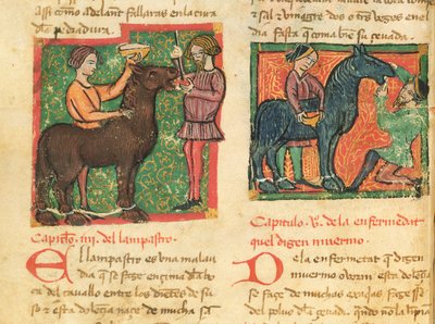 Ms 214 fol.26v Leczenie zapalenia języka u konia, z Libro de Menescalcia y Albeyteria autorstwa Juana Alvareza, c.1390 autorstwa Spanish School